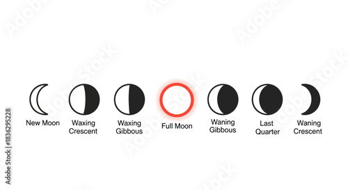 Lunar cycle infographic exhibiting moon phases progression from new to waning crescent visualization