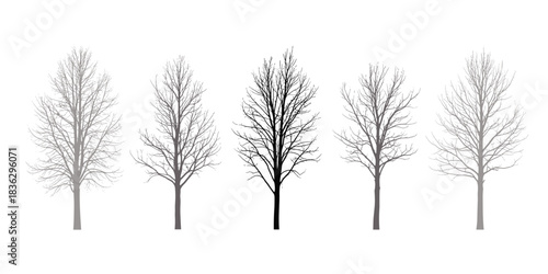 Bare trees without leaves vector illustration for seasonal design elements