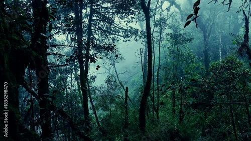 Surreal shot of grim exotic jungle covered with haze and overgrown with branched trees. Forbidden foggy forest full of interwoven tropical plants. Lush vegetation in gloomy rainforest.