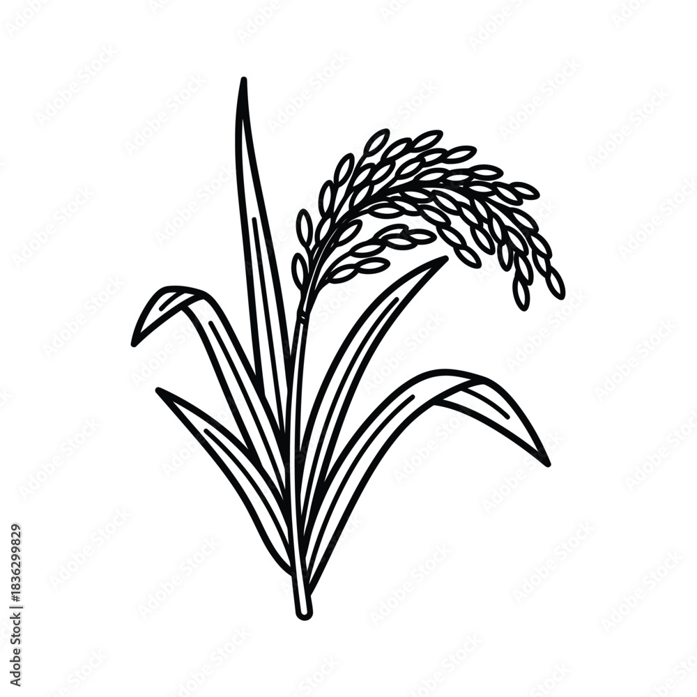 Obraz premium Black and White Outline of a Rice Plant Stalk agriculture