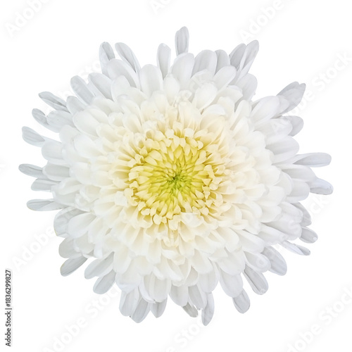 Wallpaper Mural White Chrysanthemum isolated on white background Torontodigital.ca