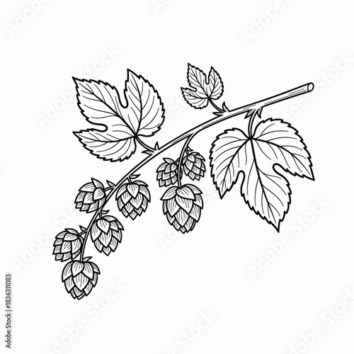 Branch of hops with leaves and cones in line art plant