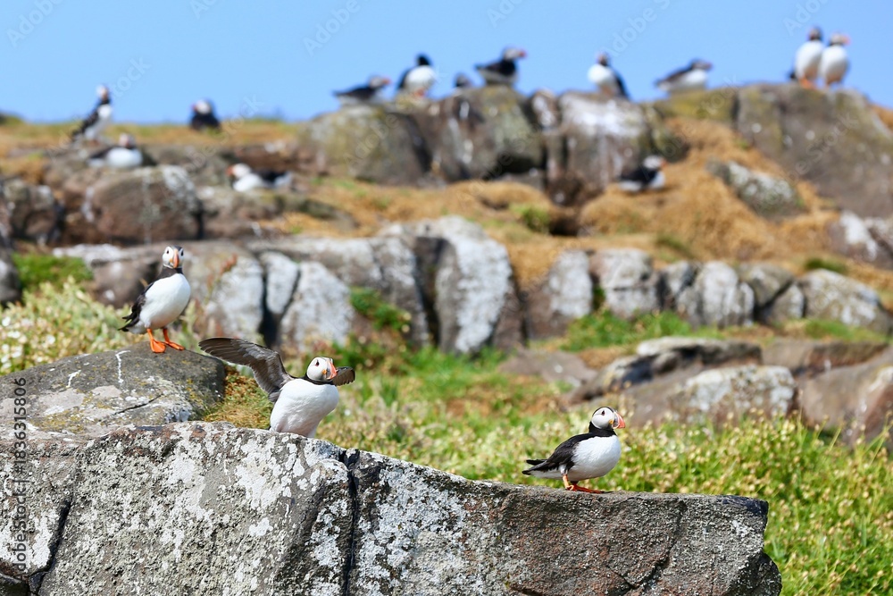 Obraz premium Flying puffin