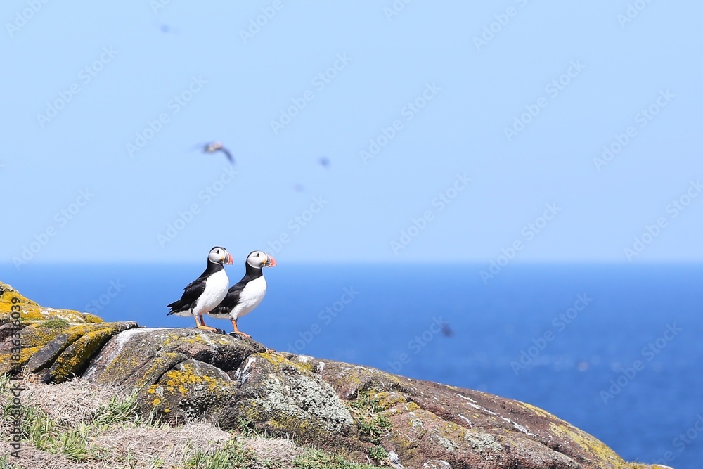 Obraz premium Puffins watching ocean