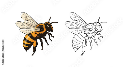Colorful illustration of a bee flying, alongside a black and white outline for coloring, isolated on a white background.