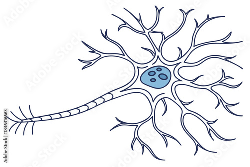 Neuron Nerve Cell Biology Illustration Representing Brain System Structure