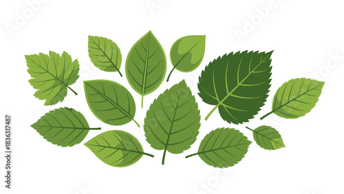 green leaves showcasing various shapes