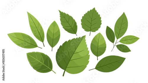 A diverse collection of green leaves showcasing various shapes, sizes, and textures, isolated on a clean white background.