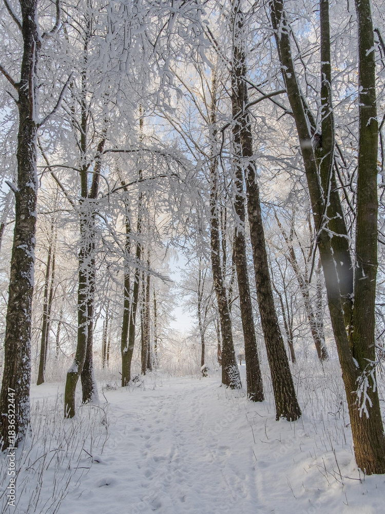 Fototapeta premium winter forest in the snow