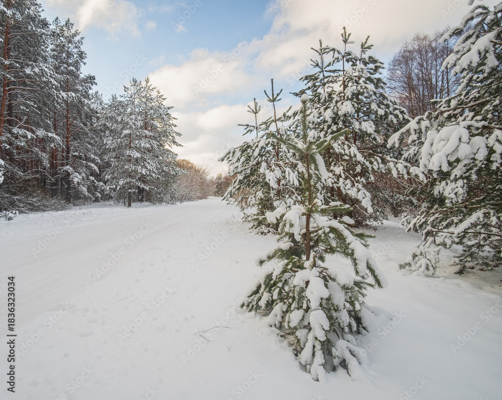 Obraz premium snow covered trees in winter