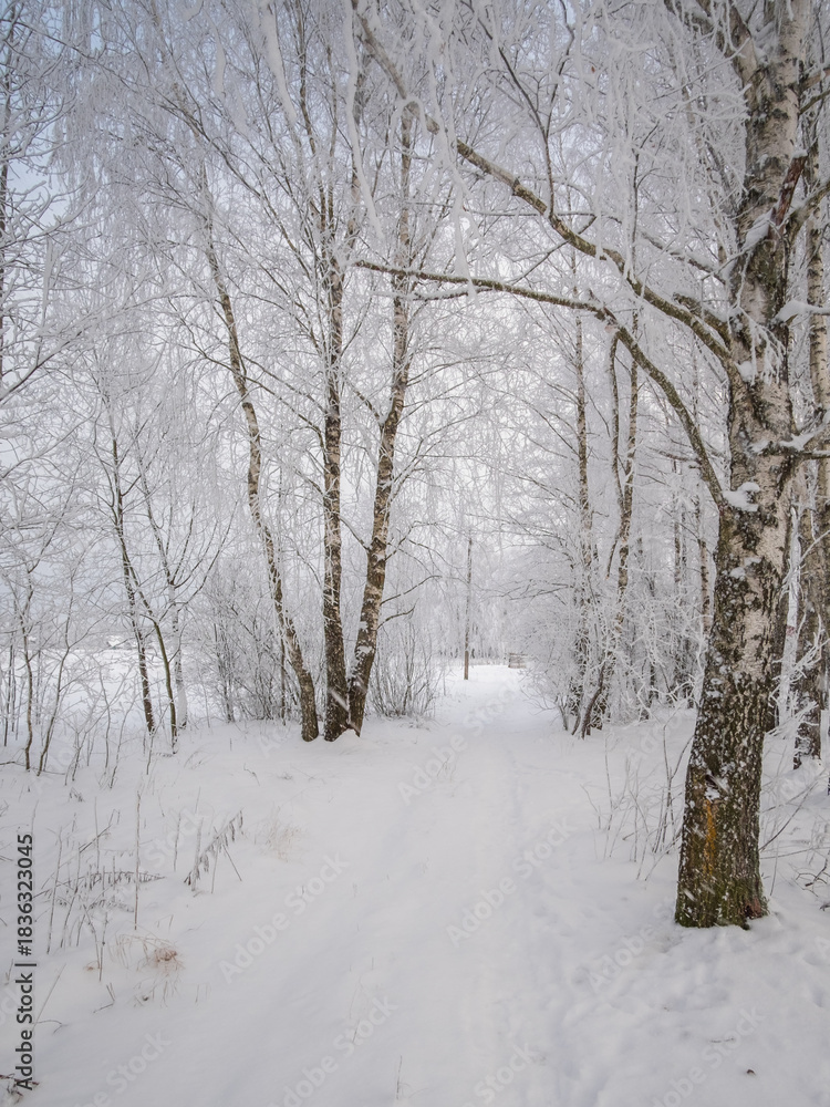 Fototapeta premium winter road in the forest