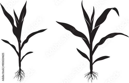 corn plants silhouette illustration with roots isolated on white background for design elements