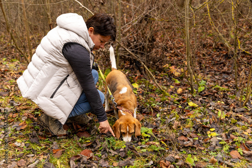 Woman training a beagle dog for truffle hunting