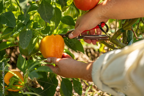 Organic yellow bell pepper