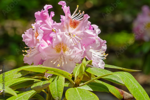 春の日差しに輝くピンクのシャクナゲの花