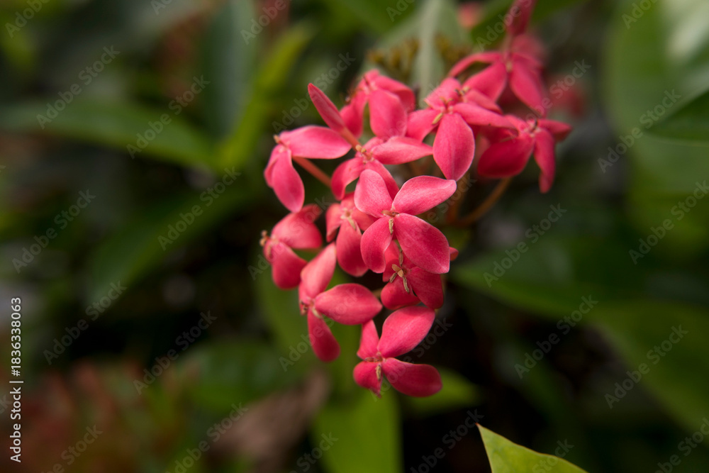 Fototapeta premium Closeup Shot of Small Vibrant Flower Detail