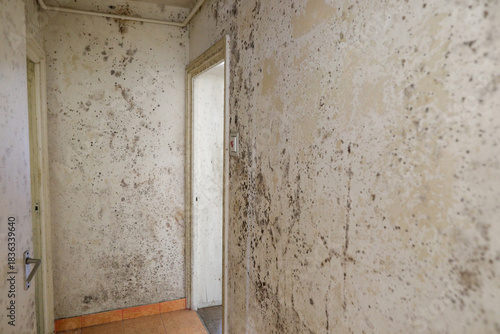 Details with mold heavy infesting the walls of an old apartment in a block of flats.