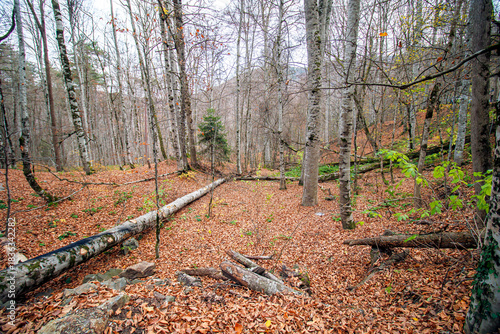 autumn forest in the morning, yedigoller bolu