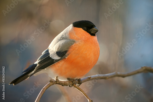 Bullfinch perched on a tree branch