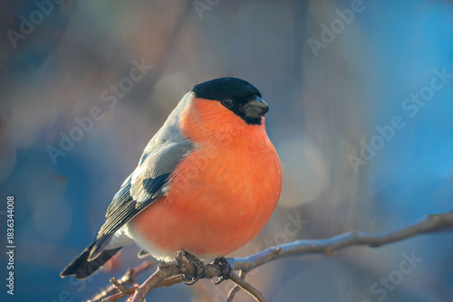 Bullfinch perched on a tree branch