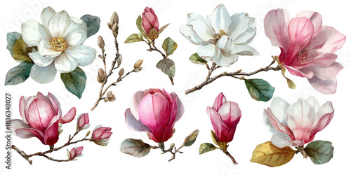 Collection of delicate watercolor illustrations of blooming magnolia flowers and buds on white background