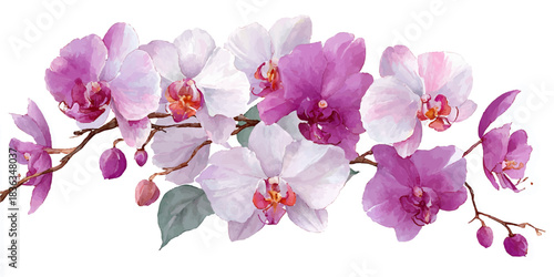 Delicate phalaenopsis orchid flowers in shades of pink and white bloom on a branch