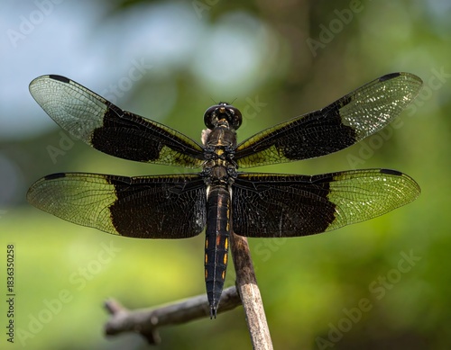 Wallpaper Mural Close-up of a striking black and yellow dragonfly perched on a branch, showcasing its intricate wing patterns and delicate body against a soft, blurred green background. Torontodigital.ca