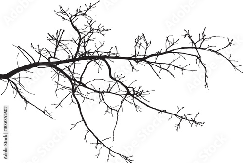 Vector illustration of natural oak tree branch with leaves	
