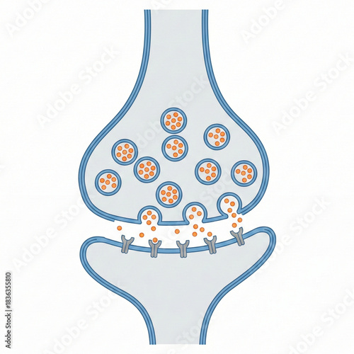 Detailed synapse anatomy with neurotransmitters released across the synaptic cleft for medical illustration and science education, perfect for textbooks