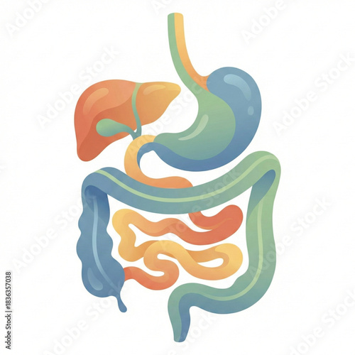 Vibrant digestive system illustration for medical learning and health awareness campaigns, promoting gut health and anatomical understanding in a modern style