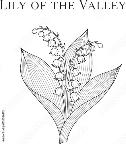 Elegant lily of the valley flower illustration on a white background design element