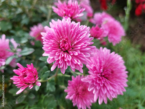 rosy chrysanthemum flowers bloom. Multi-petaled garden flower.