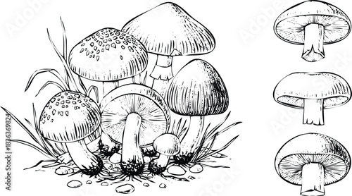 Engraving art mushroom varieties vector illustration. detailed botanical fungi sketch art for nature, food, forest themes. isolated on transparent background
