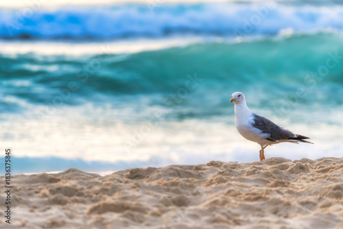 Fotografi A seagull stands quietly on a sandy beach as turquoise ocean waves roll in behin