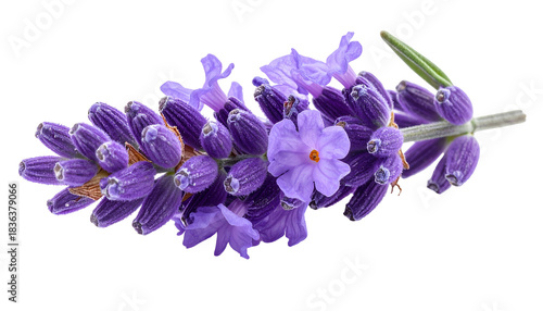Close-up of a sprig of fragrant purple blooms and buds on a black background