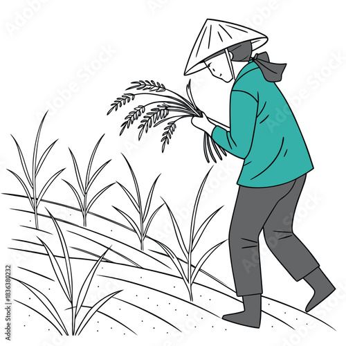 Asian person harvests rice in a contoured field wearing a traditional conical hat