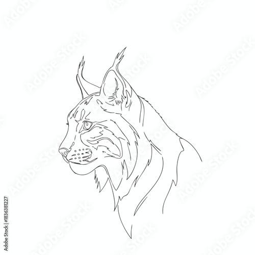 Simple Line Art of a Wild Cat s Head