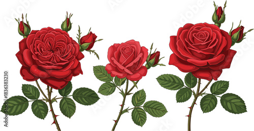 Realistic vector illustration of red rose stems with lush petals, thorns, buds, and green leaves, ideal for romantic floral design projects.