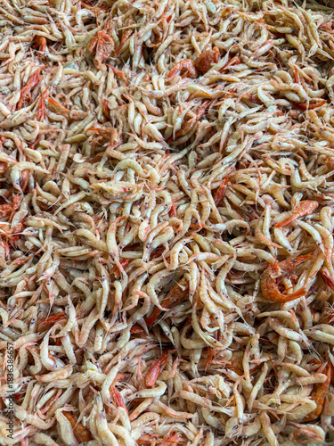 Salted fermented shrimp at Korean market