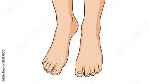Detailed depiction of human feet with soft coloring on white background