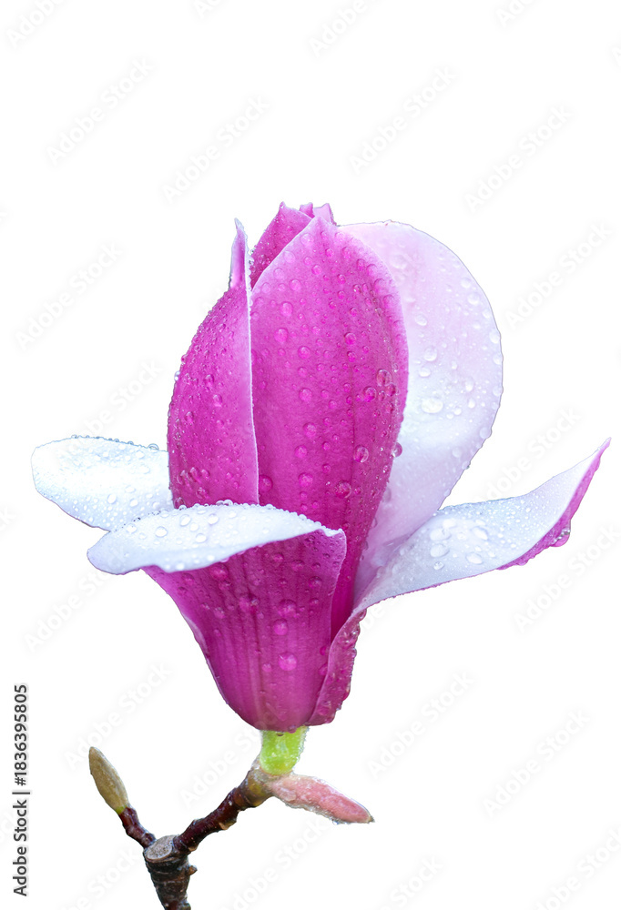 Fototapeta premium Erqiao Magnolia
