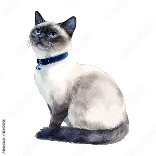 Watercolor Siamese cat with blue collar, pet, vector illustration

