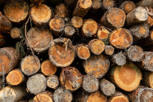 A Large Pile Of Cut Down Trees Turned in To Logs and Stacked In A English Forest