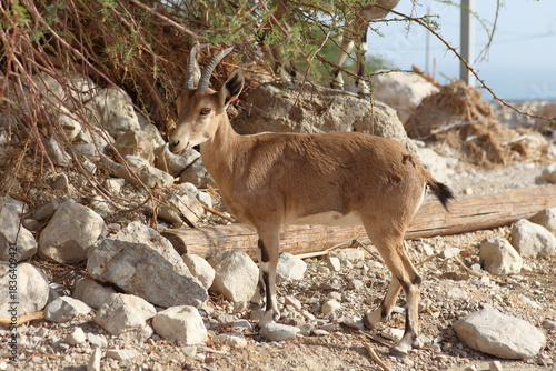 A Nubian Ibex (Capra nubiana) standing among dry rocks and sparse desert vegetation in the Ein Gedi Nature Reserve, Israel. 