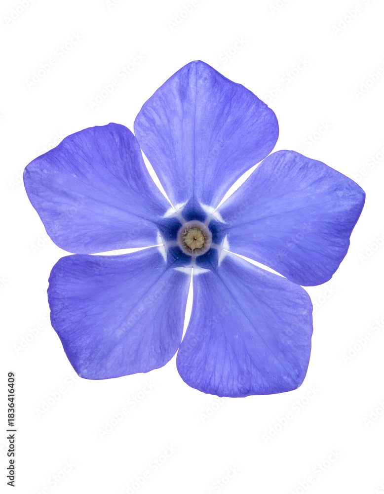 Obraz premium Overhead shot of a delicate, five-petaled, light-blue blossom against a stark black background