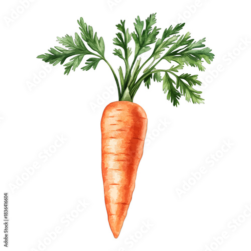 Watercolor Fresh Organic Carrot with Green Tops Clipart Vector Illustration
