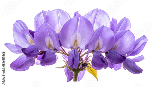 Close-up of delicate purple flowers arranged against a stark black background
