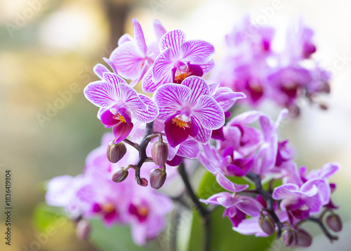 Różowe kwiaty Storczyka wyizolowane na jasnym tle, tapeta, dekoracja, zaproszenie.