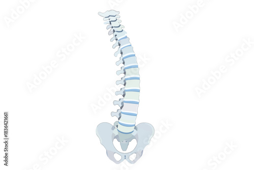 Human Spine and Pelvis Anatomical Illustration