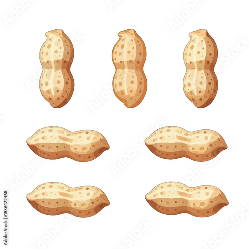 Peanuts in Shells Vector Illustration Set